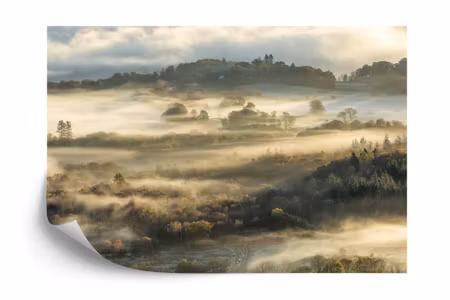 Fototapet - Forest in fog