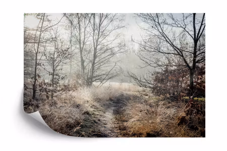 Fototapet - Forest in fog