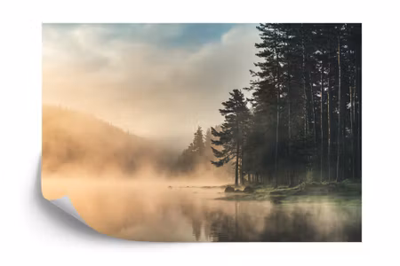 Fototapet - Forest in fog