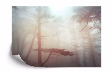 Fototapet - Forest in fog