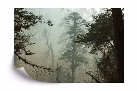 Fototapet - Forest in fog