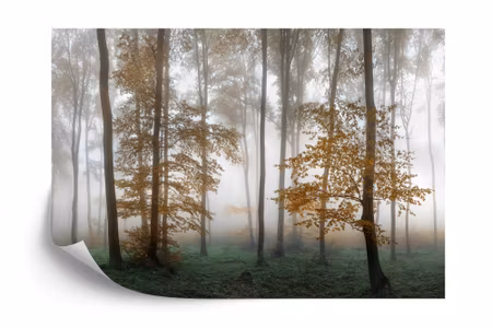 Fototapet - Forest in fog