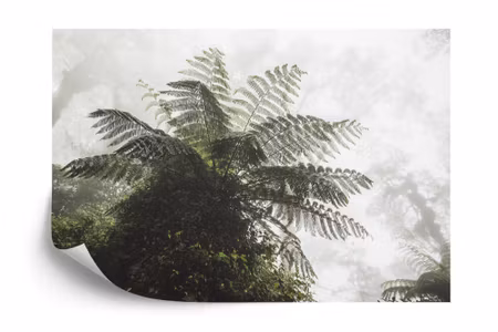 Fototapet - Forest in fog