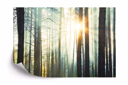 Fototapet - Forest in fog