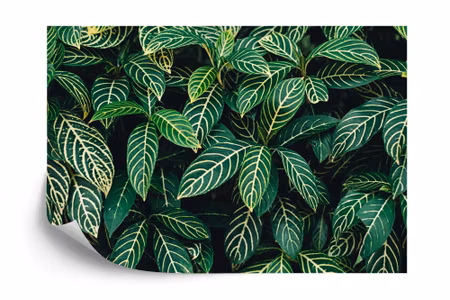 Fototapet - Tropical leaves