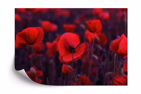 Fototapet - Wild red poppies