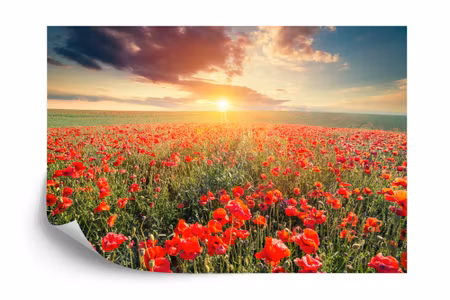 Fototapet - Poppy field