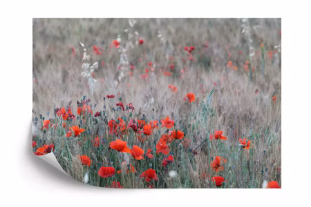 Fototapet - Poppy field