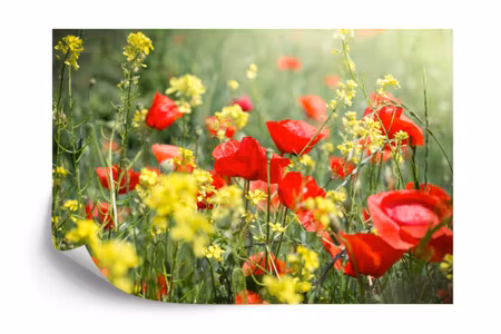Fototapet - Poppies meadow