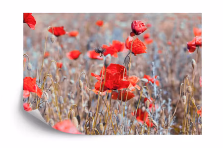 Fototapet - Poppies meadow vintage
