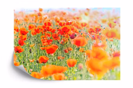 Fototapet - Field with red poppies