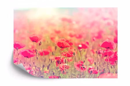Fototapet - Wild poppies