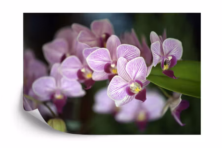 Fototapet - Beautiful orchids
