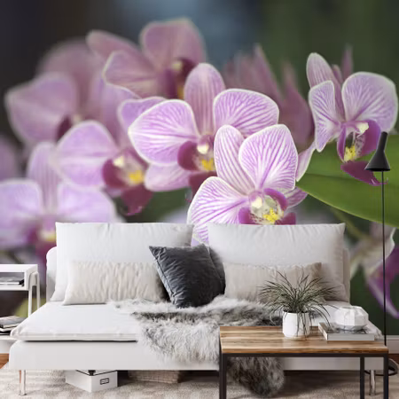 Fototapet - Beautiful orchids