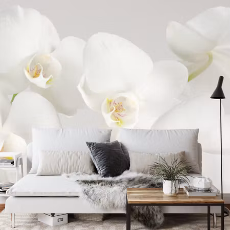 Fototapet - Beautiful white cabbage