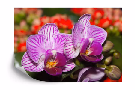 Fototapet - Optical orchid 3D