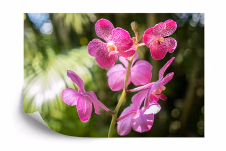 Fototapet - Beautiful orchids