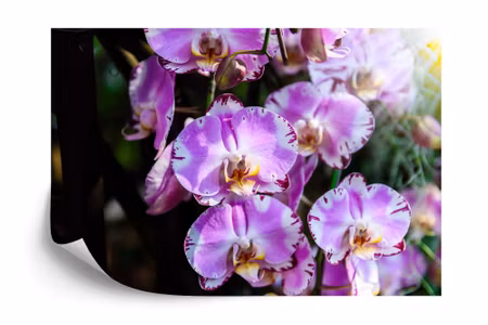 Fototapet - Beautiful orchids
