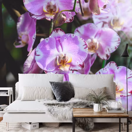 Fototapet - Beautiful orchids