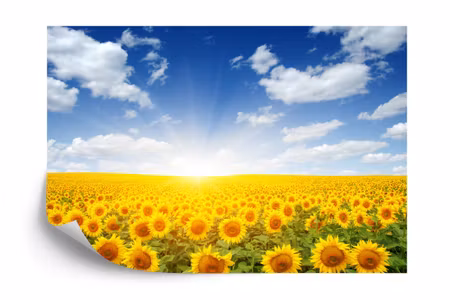 Fototapet - Field of blooming sunflowers