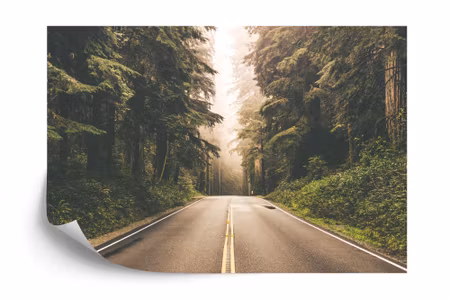 Fototapet - Road in an american forest