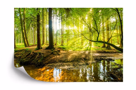 Fototapet - Beautiful forest landscape in spring