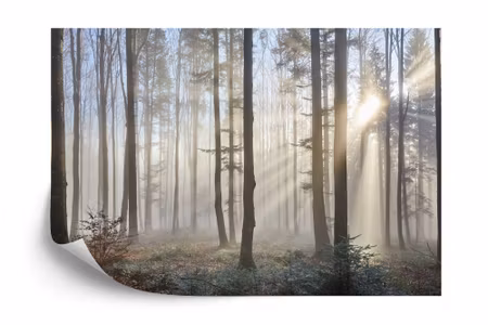Fototapet - Forest in fog