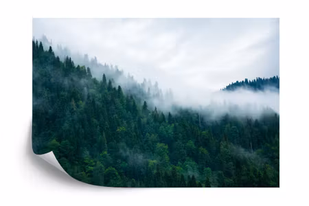 Fototapet - Forest in fog