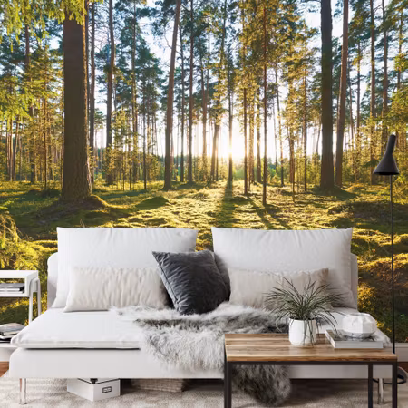 Fototapet - Forest sunset