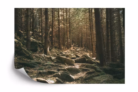 Fototapet - Forest trees stones