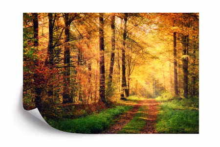 Fototapet - Forest autumn colours