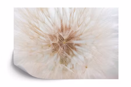 Fototapet - Dandelion 3D