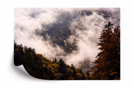 Fototapet - Forest in fog