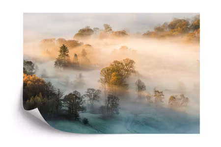 Fototapet - Forest in fog