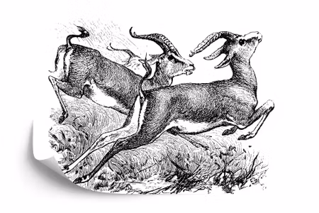 Fototapet - Gazelles vintage
