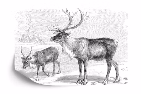 Fototapet - Stag vintage