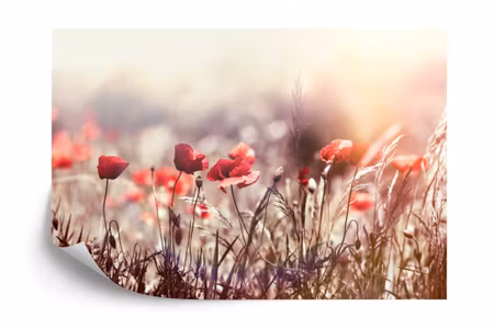 Fototapet - Poppies flowers