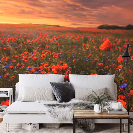 Fototapet - Poppy field