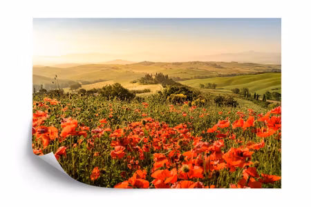 Fototapet - Poppy field