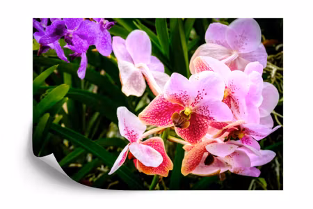 Fototapet - Colorful orchids 3D