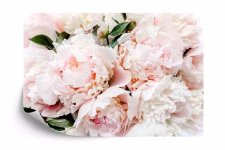 Fototapet - Colourful peonies
