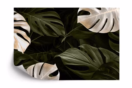 Fototapet - White and green monstera leaves