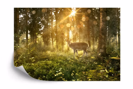 Fototapet - Deer in the forest in the morning