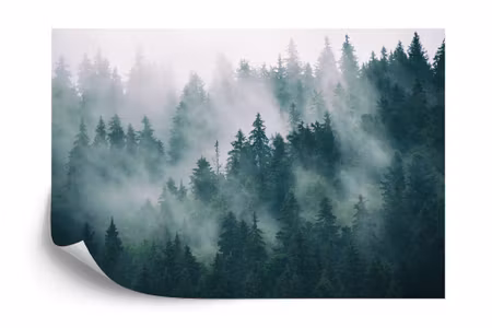 Fototapet - Forest in fog