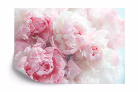 Fototapet - Flowering peonies