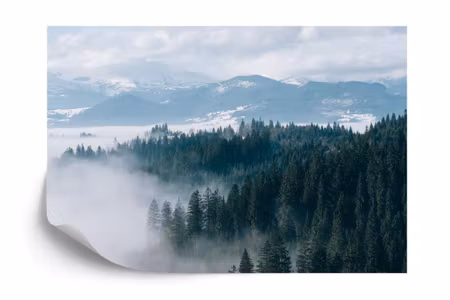 Fototapet - Forest in fog