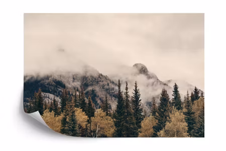 Fototapet - Forest in fog