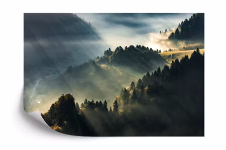 Fototapet - Forest in fog