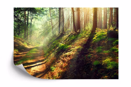 Fototapet - Forest nature