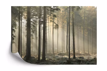 Fototapet - Forest trees fog